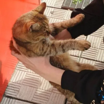 Кошечка Плюша