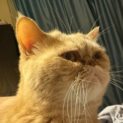 Коты и прочая фигня 😻