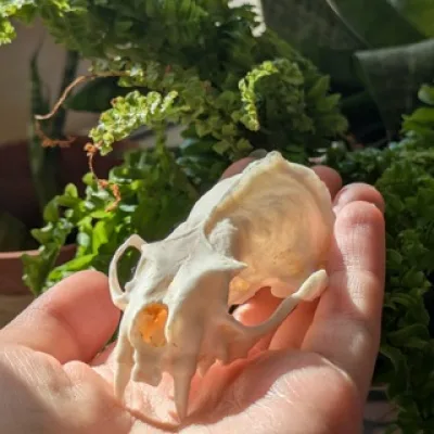 Зелёная косточка🌱