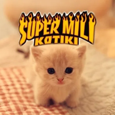 супер мили котики