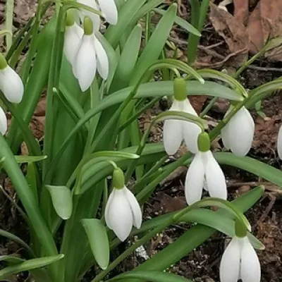 Флора и фауна🌺🐣