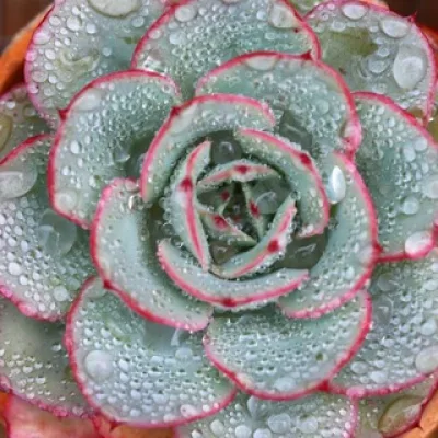 Ginger Flower