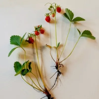 Canadian Forager