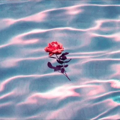 🥀єαυ ∂є яοѕє🥀 🇺🇦🇵🇸