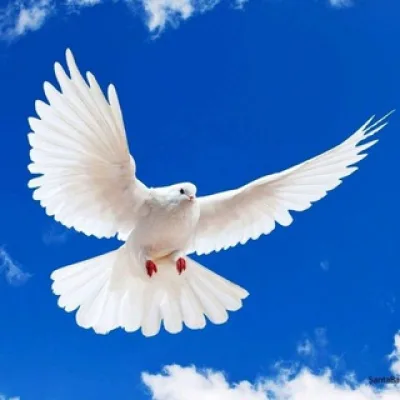📖 Jesus é o caminho a verdade e a vida ninguém vai ao pai se não for por mim.📚