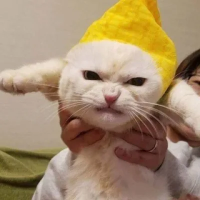 Have you seen this cat?🌾🎃🦇🌙