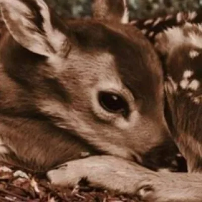 🦌₊ ⊹⟡𝓜𝔂𝓼𝓽𝓲𝓕𝓪𝔀𝓷⟡⊹ ₊🪄