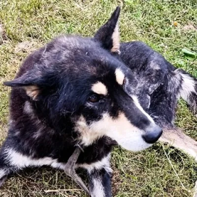Собакач 🐺