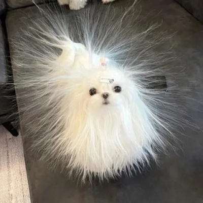 чукумубер