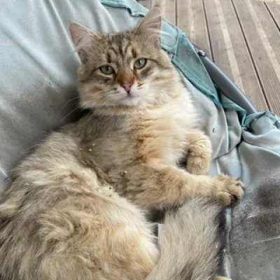 Наши Котейки