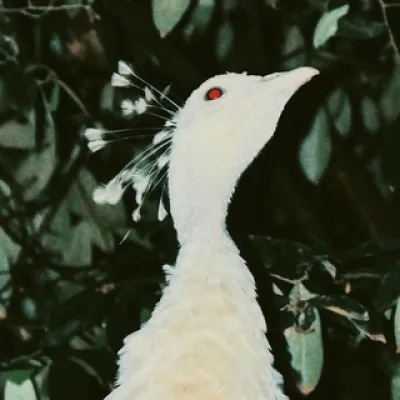 zendomaOxamyt