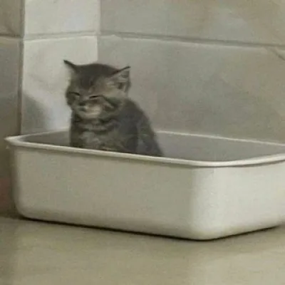 котики как смысл жизни