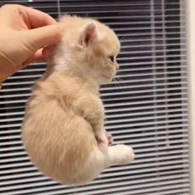 Quinn Meow(အိပ်နေသည်)