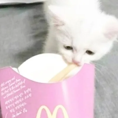 сōйка chan