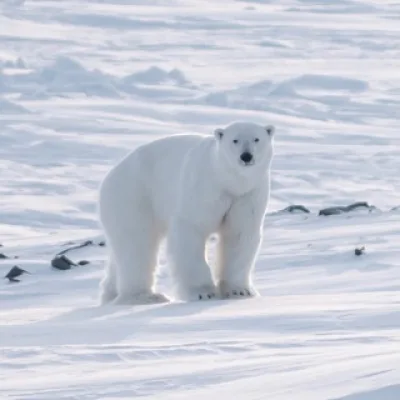 Белый медведь🐻‍❄️