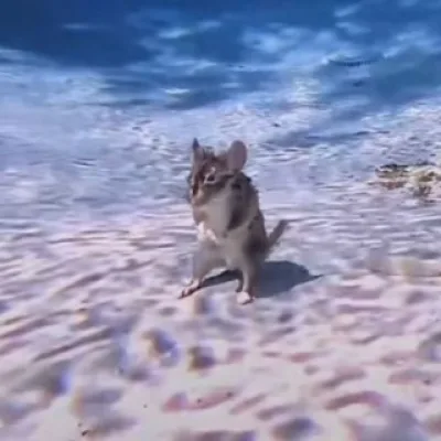 Дэб