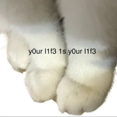 ╋━━━