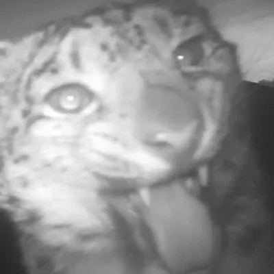 標的