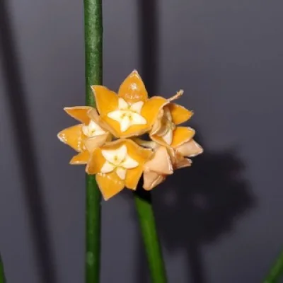 HelenHoya🌿| Коллекция комнатных растений