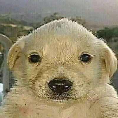 Puppy Hivemind