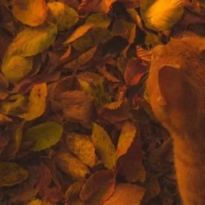 ⃞ꪆ𐑞ུ𝓚𝗂𝘰𝘴ℎ𝑖ㅤׅׄ͜͡ ࣪ ⏜ׄ‌꯭۫𝗂𝗻𝒇𝓸🍂