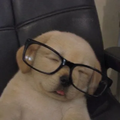 oljøi the blackberry jelly puppy🥥