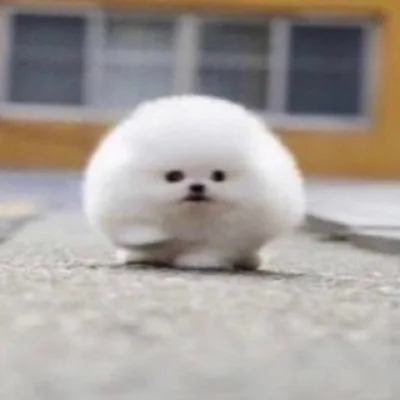 aasshhyy