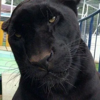 Щеглова