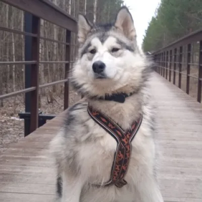 🐾Собачье Дело🐾
