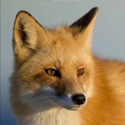 Naturally Geographic Russia 🦊
