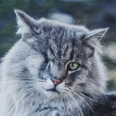 Ведьмин Кошкин Дом