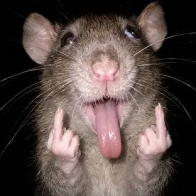 RATOS DE ESGOTO